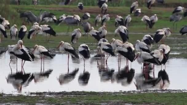 White storks flock — Stock Video