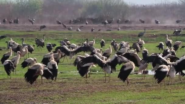 Hejno čápů bílých — Stock video