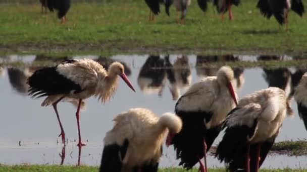 Troupeau de cigognes blanches — Video