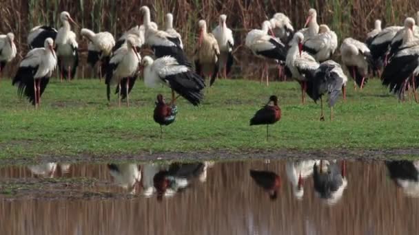 Vita storkar flock — Stockvideo