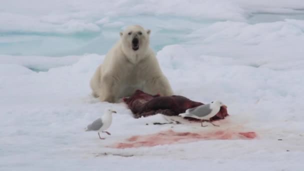 Eisbär frisst Robbe — Stockvideo