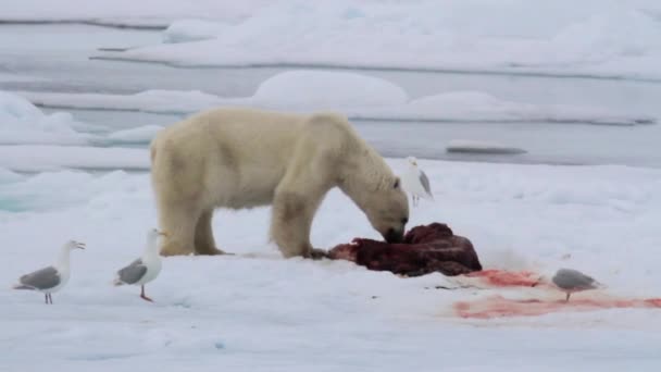 Urso polar a comer foca — Vídeo de Stock