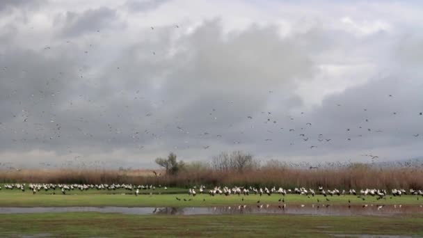 White storks flock — Stock Video