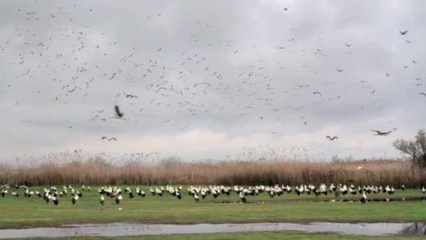 Fehér gólya állomány — Stock videók