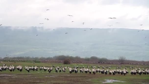 Beyaz leylekler akın — Stok video