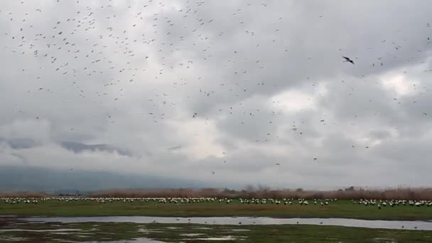 Hejno čápů bílých — Stock video