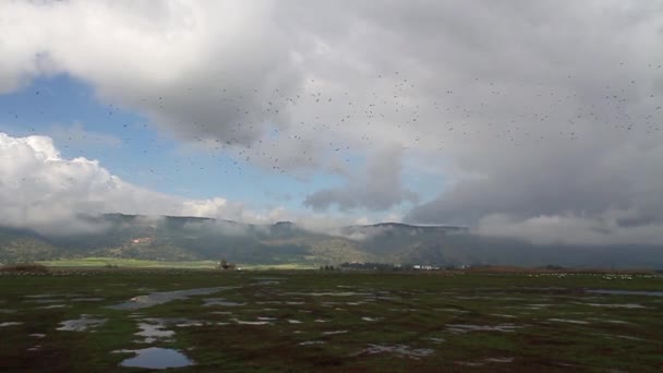 Migración de cigüeñas blancas — Vídeo de stock