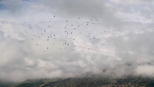 Beyaz leylekler geçiş — Stok video