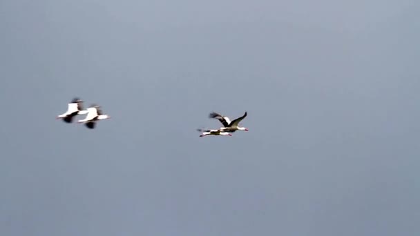 White storks migration — Stock Video