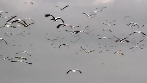 Migration des cigognes blanches — Video