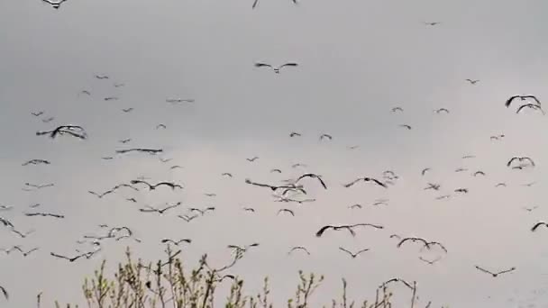 White storks migration — Stock Video