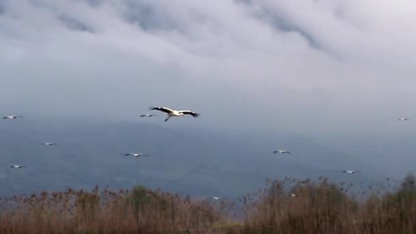 Witte ooievaars migratie — Stockvideo