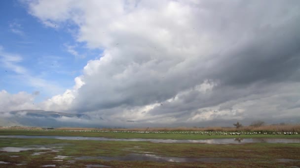 Bandada de aves volando — Vídeo de stock