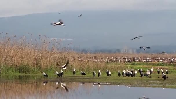 Manada de grúas volando — Vídeo de stock