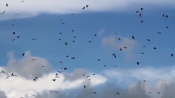 Flock of birds flying — Stock Video