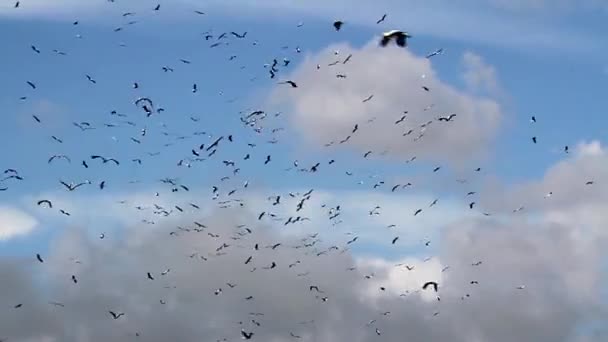 Hejno létajících ptáků — Stock video
