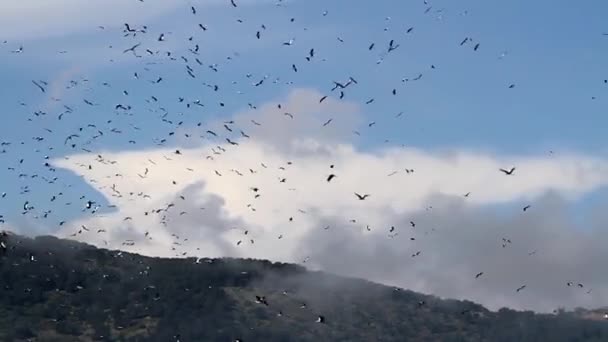 Stormo di uccelli che volano — Video Stock