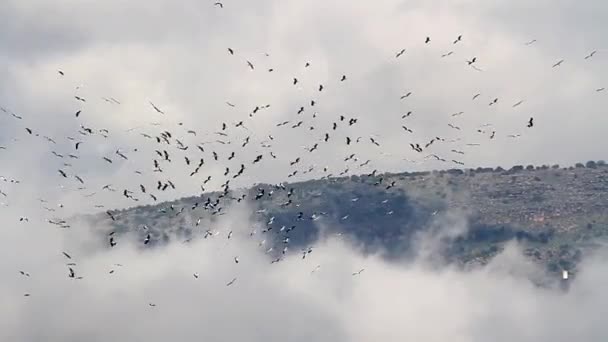 Fehér gólya migráció — Stock videók