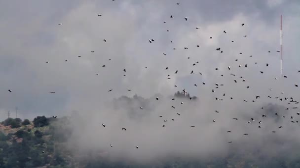 Migración de cigüeñas blancas — Vídeos de Stock