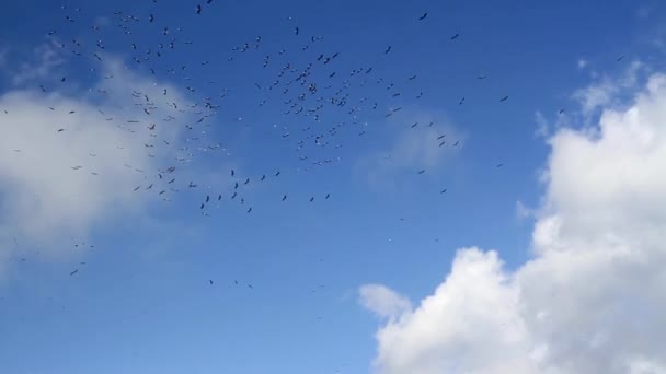 Migración de cigüeñas blancas — Vídeo de stock