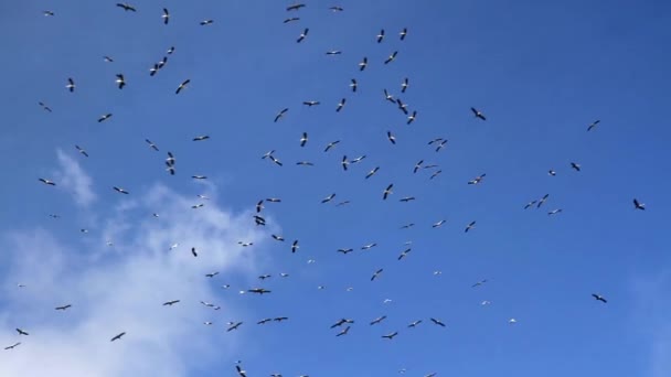 Миграция белых аистов — стоковое видео