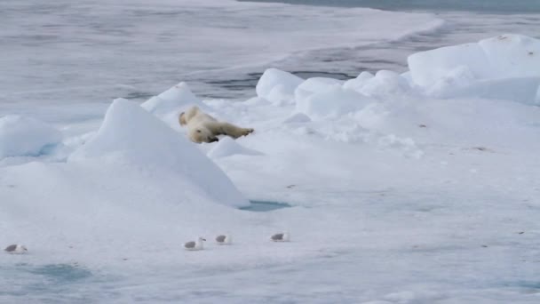 Niedźwiedź polarny, spanie — Wideo stockowe