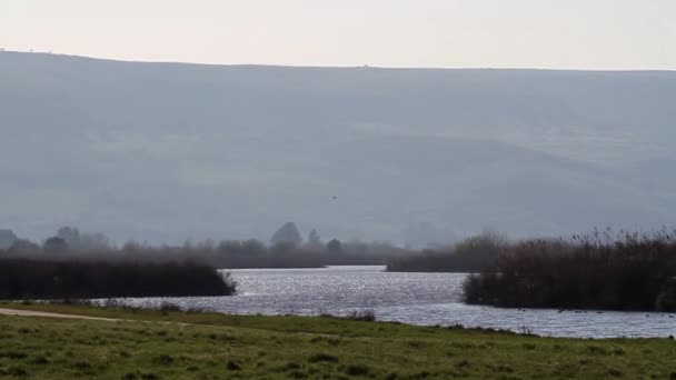 Paisaje fluvial con aves volando — Vídeo de stock