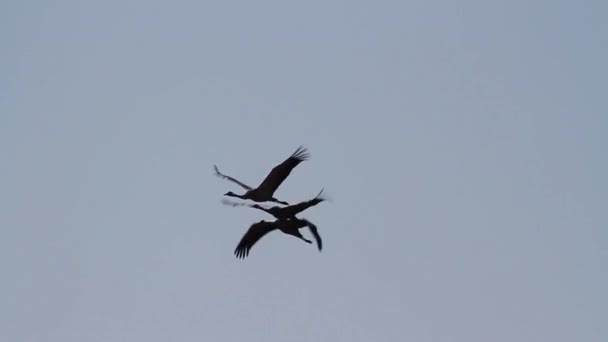 Rebanho de aves voadoras — Vídeo de Stock