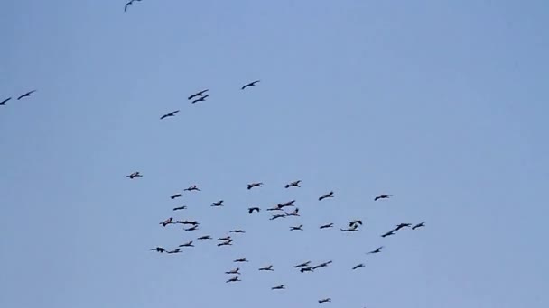 Fehér gólya migráció — Stock videók