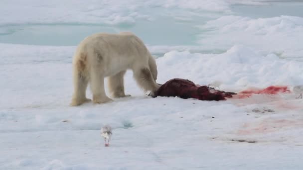 Urso polar a comer foca — Vídeo de Stock