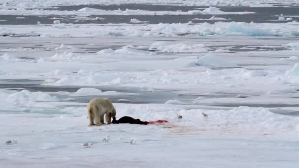 Polar oso comer sello — Vídeos de Stock