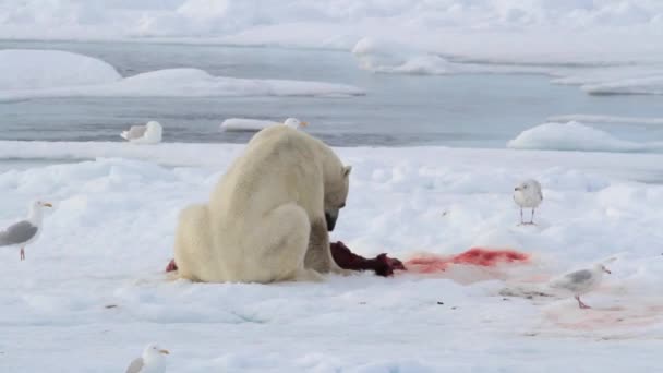 Niedźwiedź polarny jedzenie uszczelnienie — Wideo stockowe