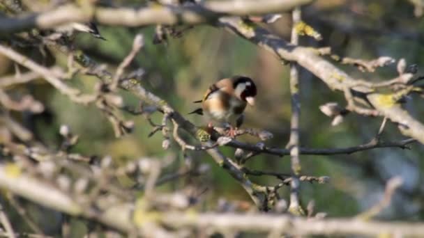 Голдфінч птахи стоять на фісташковому дереві — стокове відео