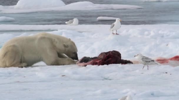 Urso polar a comer foca — Vídeo de Stock