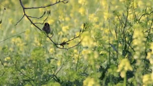 Carduelis madarak, a vadon élő virágok területén — Stock videók