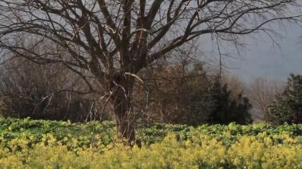 Pistache au champ sauvage 