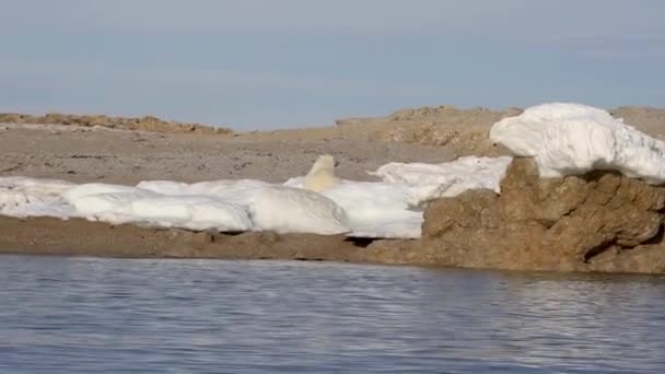 Polar bear sleeping on ice — Stock Video