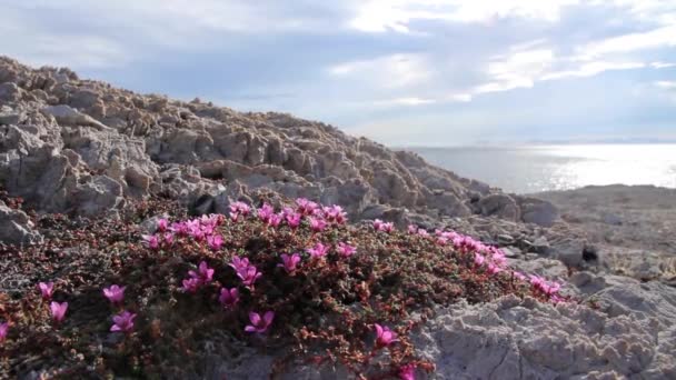 Flores de Saxifrage sobre rocas — Vídeos de Stock