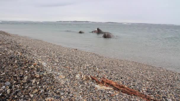 Моржи плавают в воде — стоковое видео