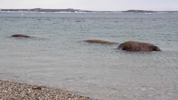 Walruses swim in water — Stock Video