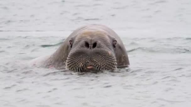 Walrus zwemmen in water — Stockvideo