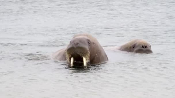 Моржи плавают в воде — стоковое видео