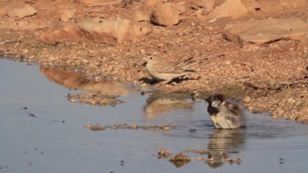 トウモロコシの鳥ホオジロ — ストック動画