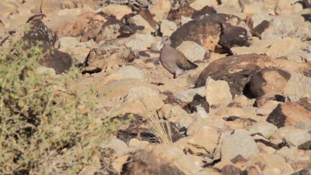 Sand partridge in the Negev desert — Stock Video