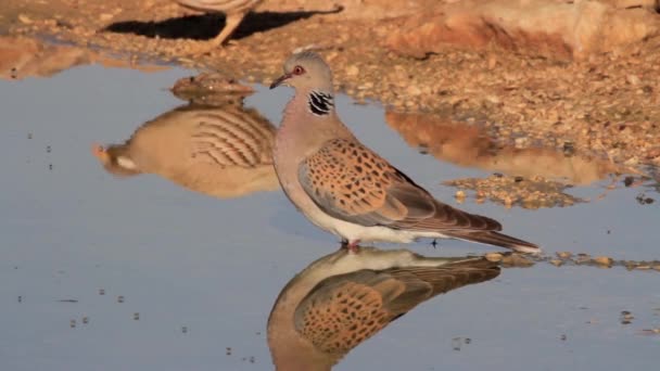 Perdrix de sable debout dans l'eau — Video