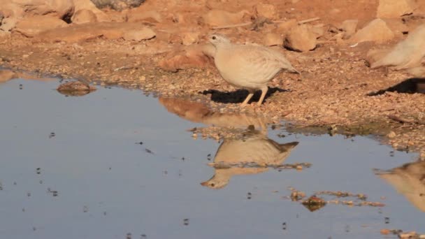 Les perdrix de sable boivent de l'eau — Video