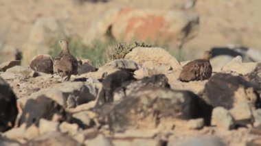 Kayaların üzerinde yürüme Kınalı keklik