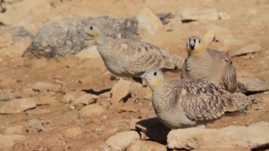 Kayaların üzerinde yürüme Kınalı keklik