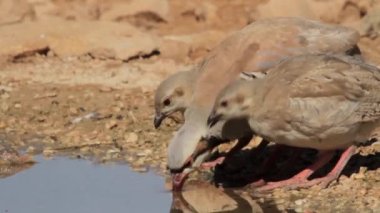 Kınalı keklik ve civciv içme suyu