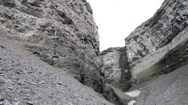 Uçan martı koloni